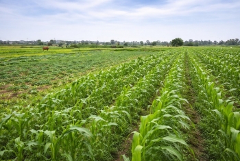 Khai thác hiệu quả lợi thế vụ đông