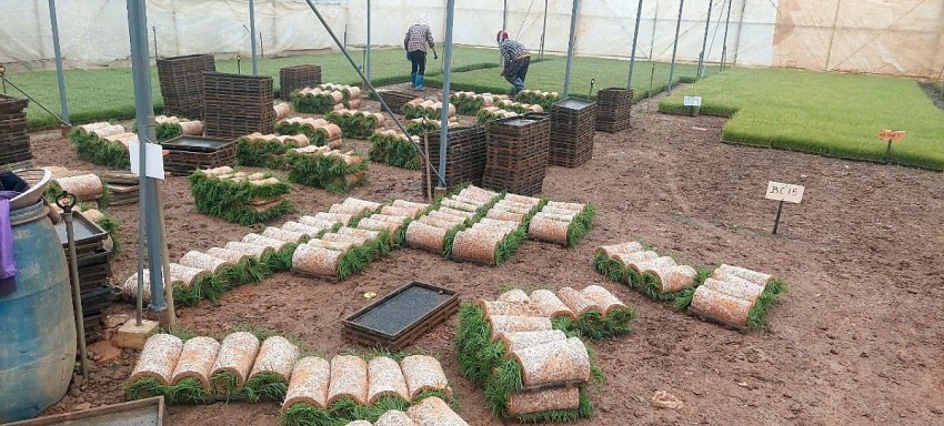 Người phụ nữ biến ruộng Rươi thành “vàng hữu cơ” ở thành phố Cảng