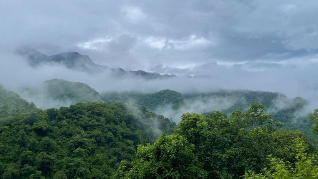 Nghệ An đẩy mạnh phát triển lâm nghiệp bền vững giai đoạn 2026-2030