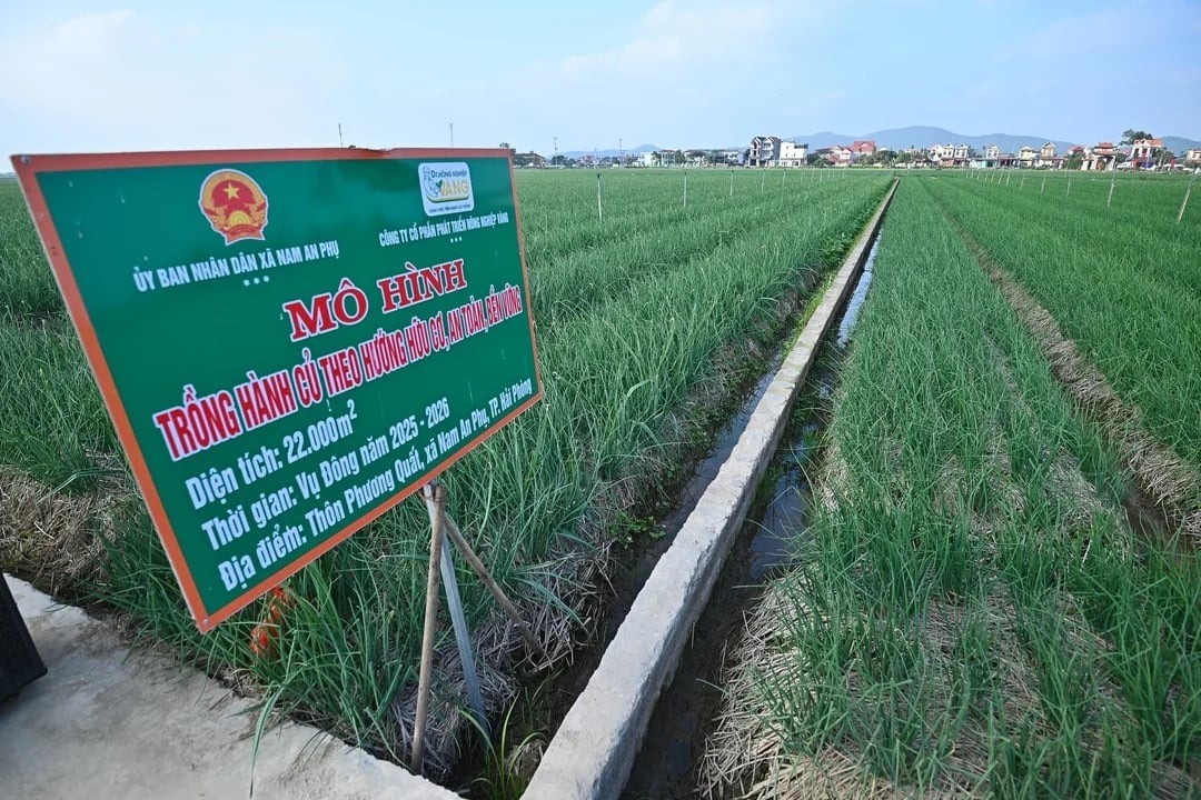 Trồng hành, trồng tỏi hướng hữu cơ ở một xã 200 tỷ/năm của Hải Phòng (địa phận Hải Dương trước đây)