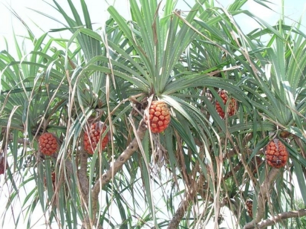 Từ gốc đến quả đều có tác dụng – dứa dại được ví như “thảo dược ven bờ