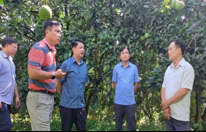 Thương hiệu bưởi Soi Hà: Hành trình nông sản Tuyên Quang vươn tầm thế giới