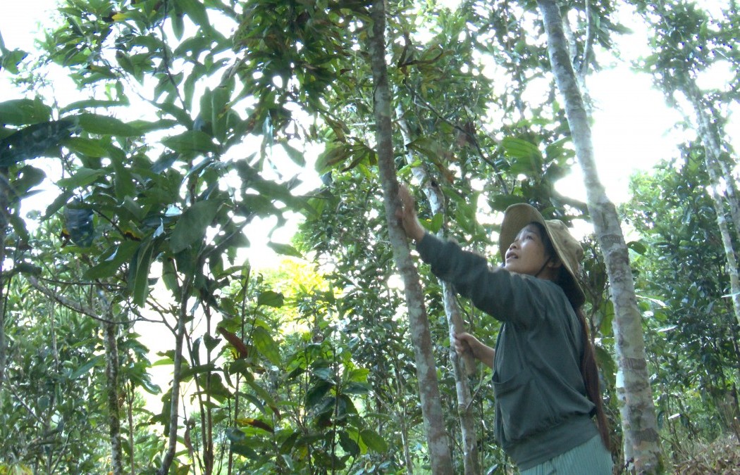 Tín dụng chính sách xã hội giúp đồng bào Nam Trà My thoát nghèo bền vững