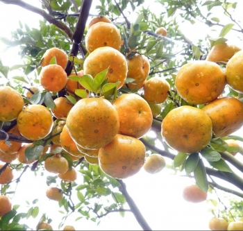 "Vương quốc quýt hồng" miền Tây rực sắc vàng cam, khách đổ về nườm nượp