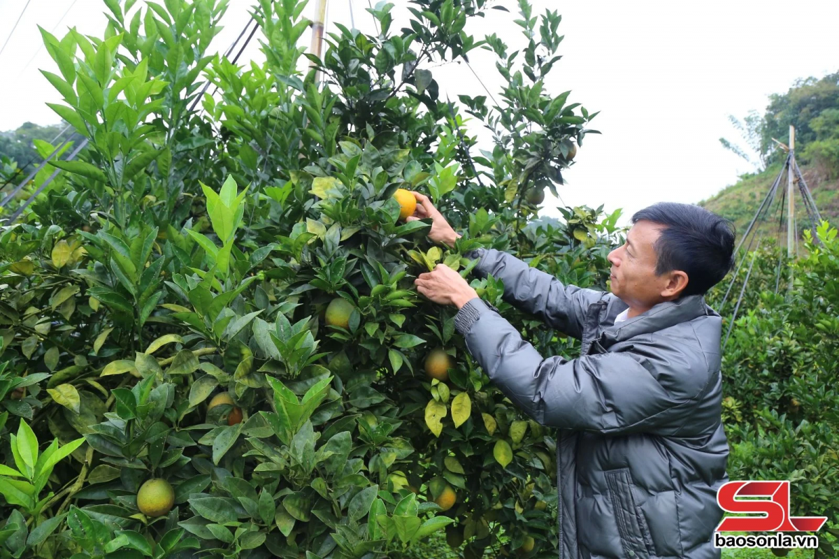 Nông nghiệp hữu cơ – Hướng đi tất yếu cho nông nghiệp bền vững