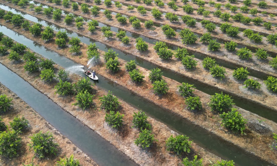 Bám đất biên cương, làm giàu từ vườn chanh sạch