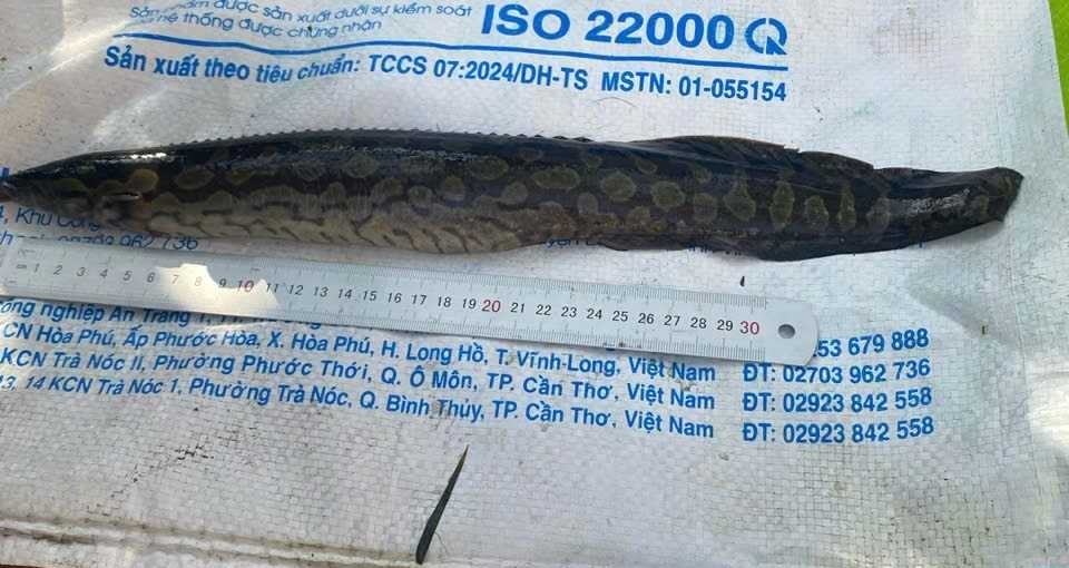 Quảng Ninh: Nghiệm thu, tổng kết mô hình Nuôi thương phẩm cá chạch lấu (Mastacembelus favus)