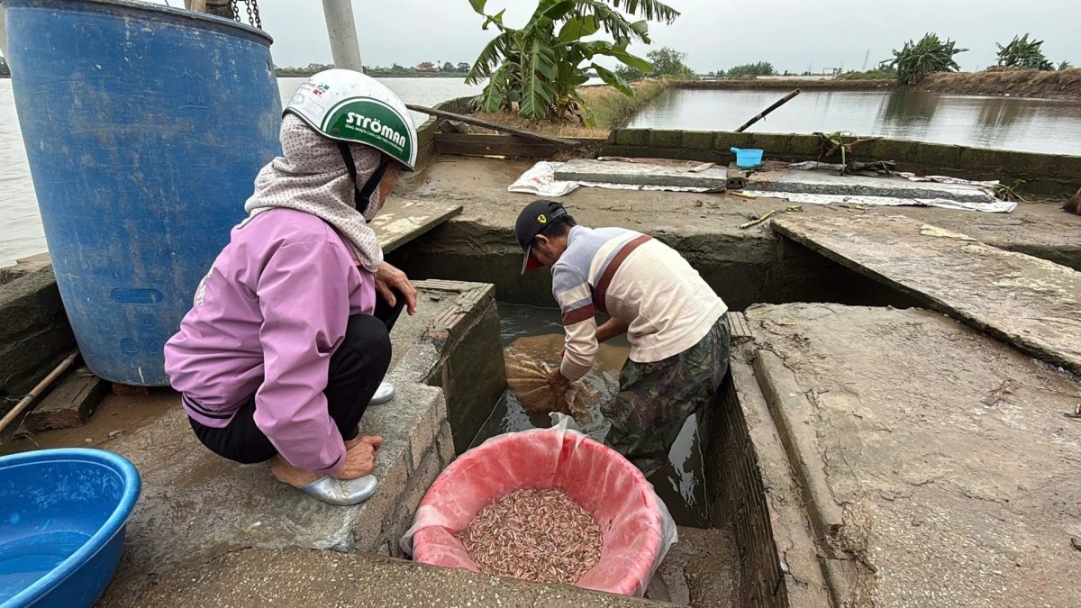 Rươi Vĩnh Bảo được bảo hộ nhãn hiệu tập thể, nâng tầm đặc sản Hải Phòng