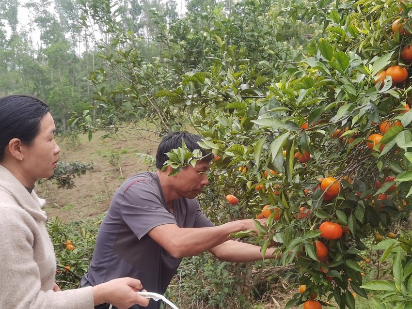 Vợ chồng anh Đại thu hoạch cam. Ảnh: Duy Tùng