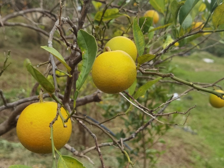 Những trái cam chín mọng tại vườn. Ảnh: Duy Tùng