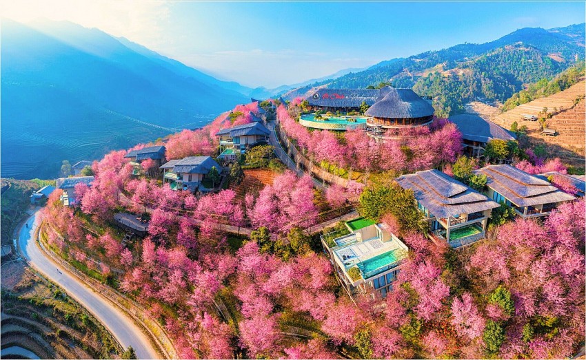 Rực rỡ sắc hoa Tớ Dày trên non cao Mù Cang Chải