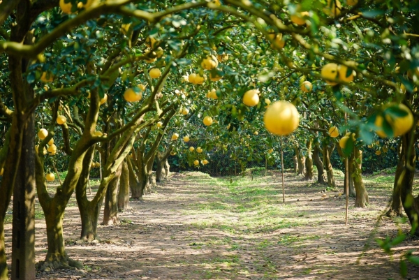 Bưởi Diễn Hưng Yên: Vị ngọt phù sa chinh phục thị trường Tết