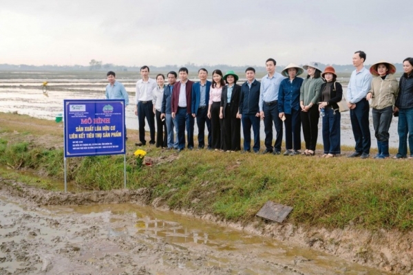 Sepon group triển khai mô hình sản xuất lúa hữu cơ sử dụng máy cấy mạ khay tại xã Vĩnh Linh