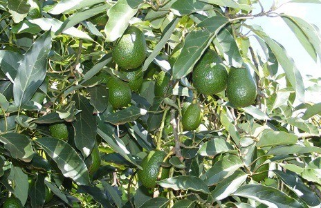 Cách mạng xanh cho ngành bơ Ôxtrâylia: công nghệ AI giám sát Carbohydrate