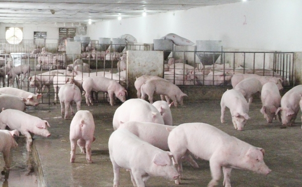 Bắc Ninh siết chặt quản lý hoạt động giết mổ, bảo đảm an toàn thực phẩm dịp Tết Nguyên đán 2026