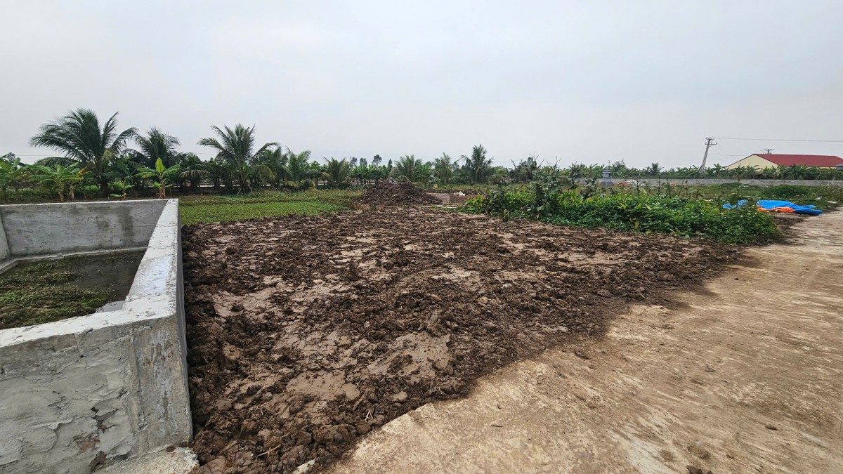 Hải Phòng: Hàng trăm mẫu ruộng 