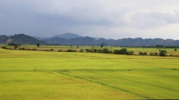 Lâm Đồng phê duyệt hơn 25.000 ha vùng quy hoạch trồng lúa chất lượng cao