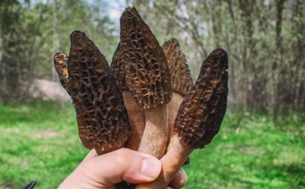 Loại cây dại mọc um tùm ở Việt Nam, trời Tây quý hiếm như viên ngọc