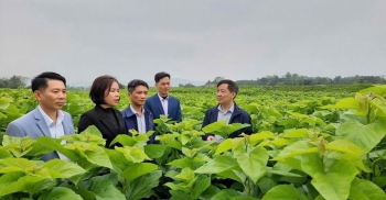 Trấn Yên phấn đấu đạt 1.500 tấn kén tằm và 90% diện tích quế đạt chuẩn hữu cơ vào năm 2030