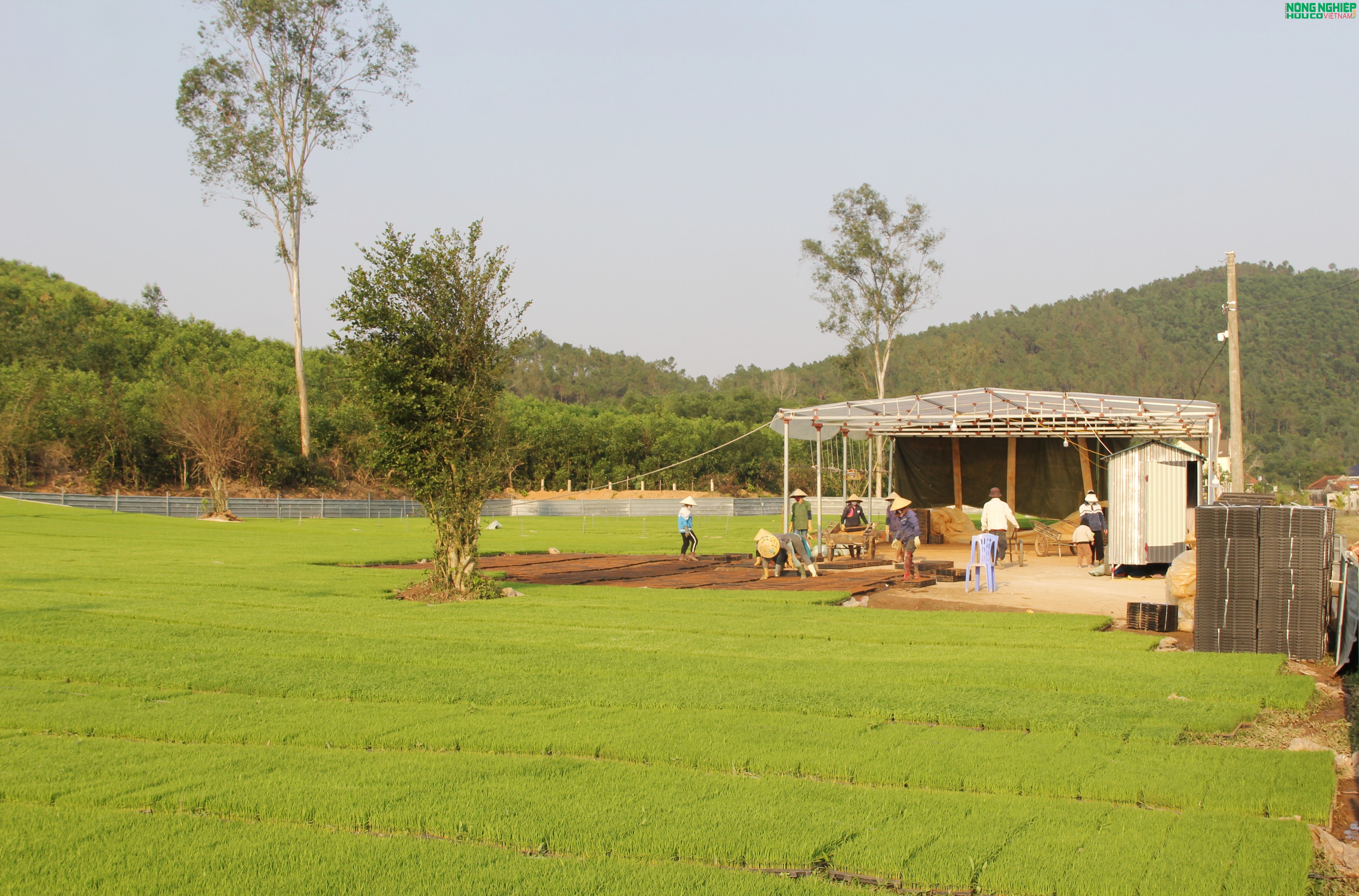 Nông dân xã Bình Minh tiên phong ứng dụng khoa học kỹ thuật, gieo mạ khay quy mô lớn Nông dân xã Bình Minh tiên phong ứng dụng khoa học kỹ thuật, gieo mạ khay quy mô lớn