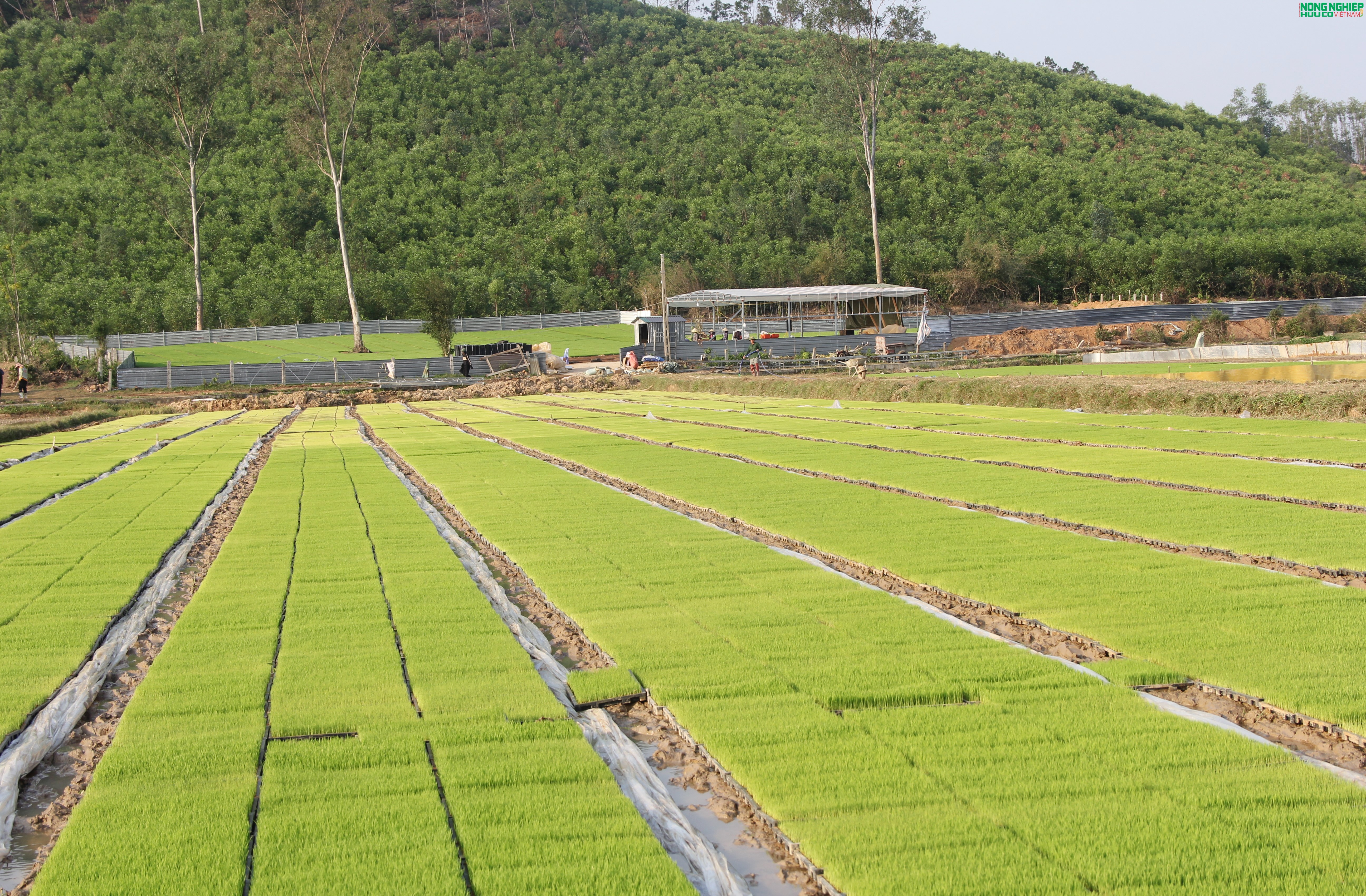 Nông dân xã Bình Minh tiên phong ứng dụng khoa học kỹ thuật, gieo mạ khay quy mô lớn Nông dân xã Bình Minh tiên phong ứng dụng khoa học kỹ thuật, gieo mạ khay quy mô lớn