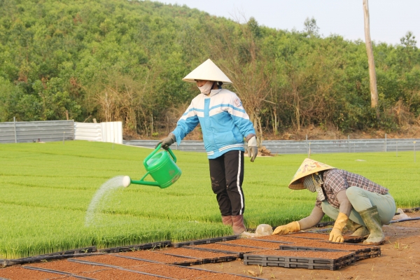 tien phong ung dung khoa hoc ky thuat gieo ma khay quy mo lon