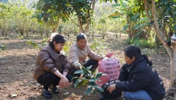 Phòng rét hại, sương muối cho cây cà phê
