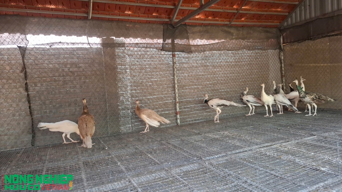 Giao lưu, kết nối doanh nghiệp Đông - Tây Hải Phòng đầu năm 2026