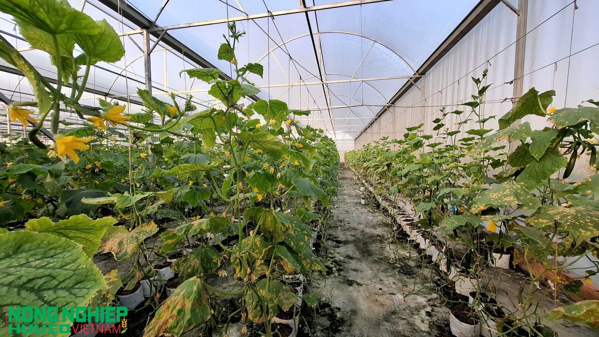 Hải Phòng: Kinh tế đầu năm bứt phá, nông nghiệp hướng tới giá trị bền vững ​