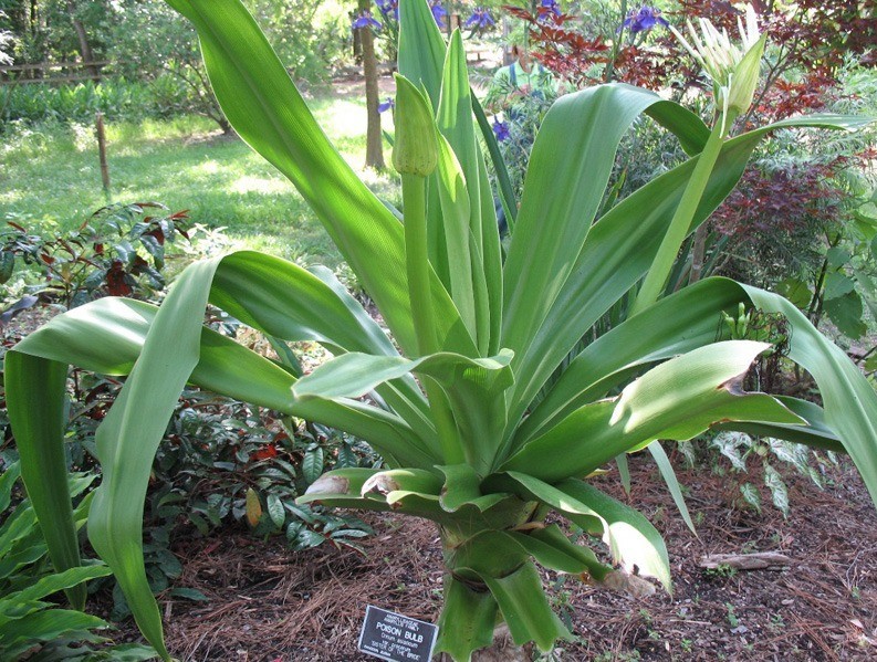 Kỹ thuật trồng cây đại tướng quân làm thuốc quý