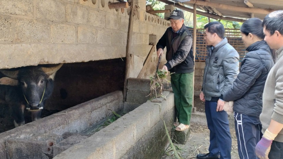 Chủ động phòng chống đói, rét đàn gia súc