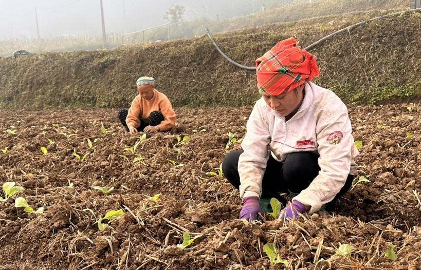 Vai trò của vụ đông trong chiến lược an ninh lương thực quốc gia
