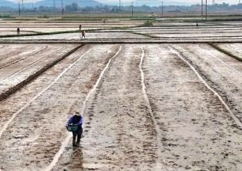 Gia Lai triển khai hơn 688 ha lúa giảm phát thải trong vụ Đông Xuân 2025 - 2026