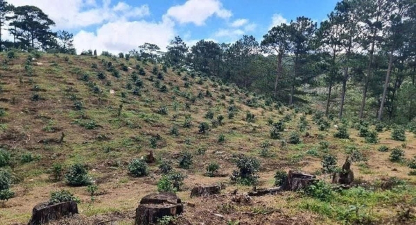 Kiến nghị xử lý Hạt phó Hạt Kiểm lâm Đơn Dương về hành vi lấm chiếm đất lâm nghiệp