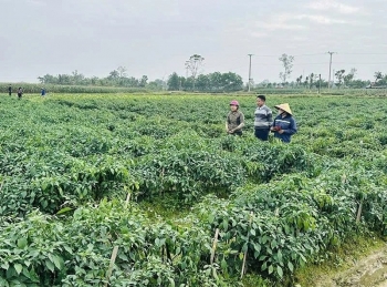 Đẩy mạnh sản xuất vụ đông, cây trồng “lên xanh”, nông dân phấn khởi