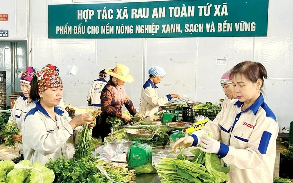 Nông nghiệp hữu cơ - Xu thế tất yếu của nông nghiệp hiện đại