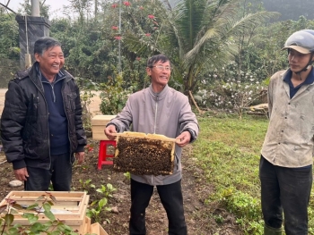 Quảng Trị: Hỗ trợ bà con nông dân các giống cây ăn quả và ong thích ứng với biến đổi khí hậu