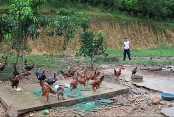 Nuôi gà lai ri giúp nông dân Thanh Hóa thoát nghèo