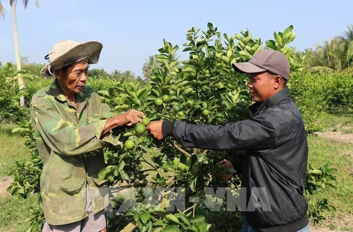 Vĩnh Long mở rộng vùng chanh không hạt xuất khẩu