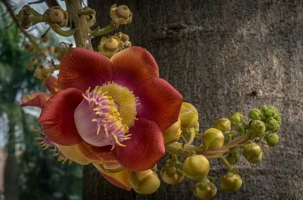 Sala - loài cây "vô ưu" đang được giới nhà vườn săn tìm