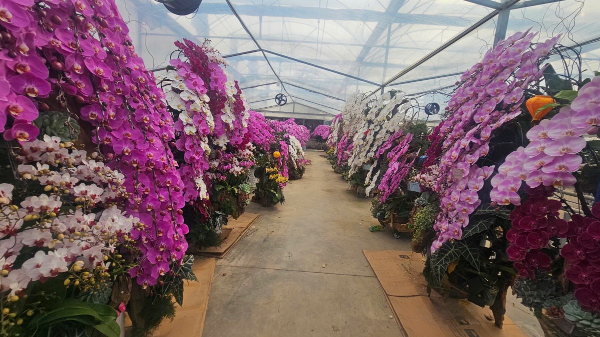 Hải Phòng: Các vườn lan rực rỡ đón Tết Bính Ngọ Hải Phòng: Các vườn lan rực rỡ đón Tết Bính Ngọ