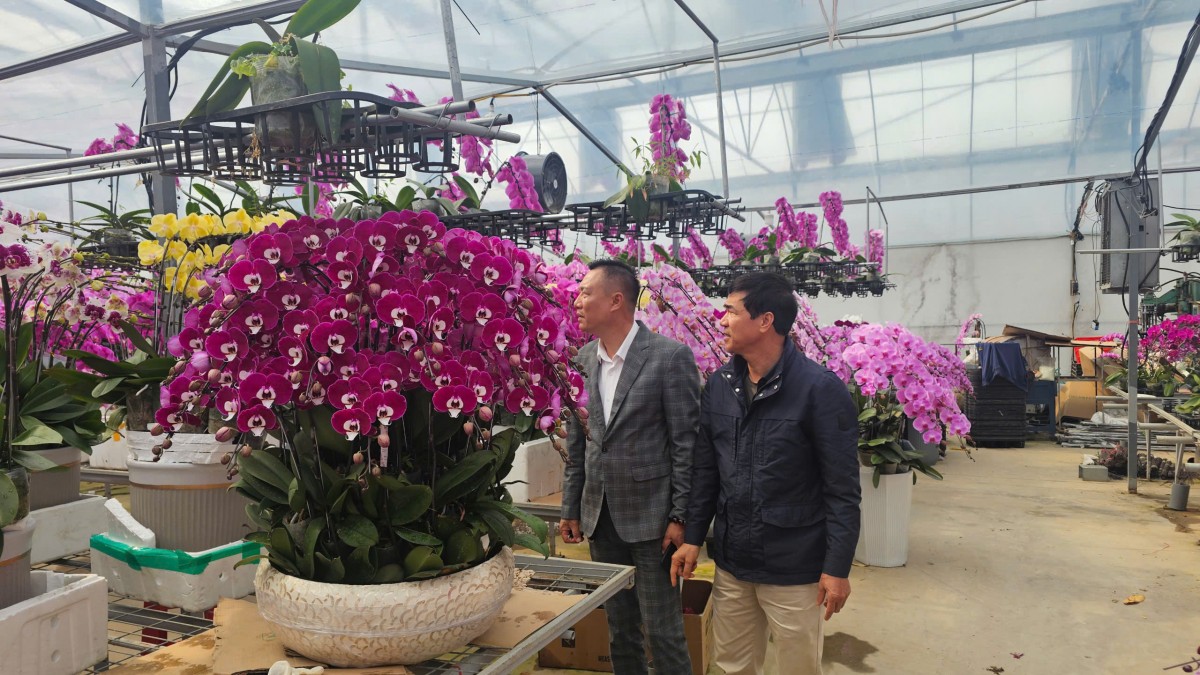 Hải Phòng: Các vườn lan rực rỡ đón Tết Bính Ngọ Hải Phòng: Các vườn lan rực rỡ đón Tết Bính Ngọ