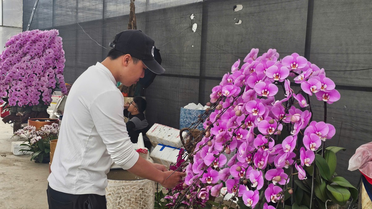 Hải Phòng: Các vườn lan rực rỡ đón Tết Bính Ngọ Hải Phòng: Các vườn lan rực rỡ đón Tết Bính Ngọ