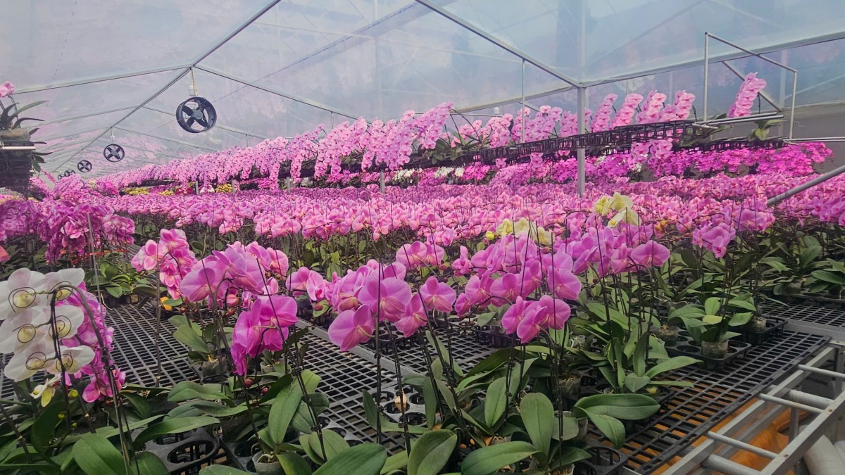 Hải Phòng: Các vườn lan rực rỡ đón Tết Bính Ngọ Hải Phòng: Các vườn lan rực rỡ đón Tết Bính Ngọ