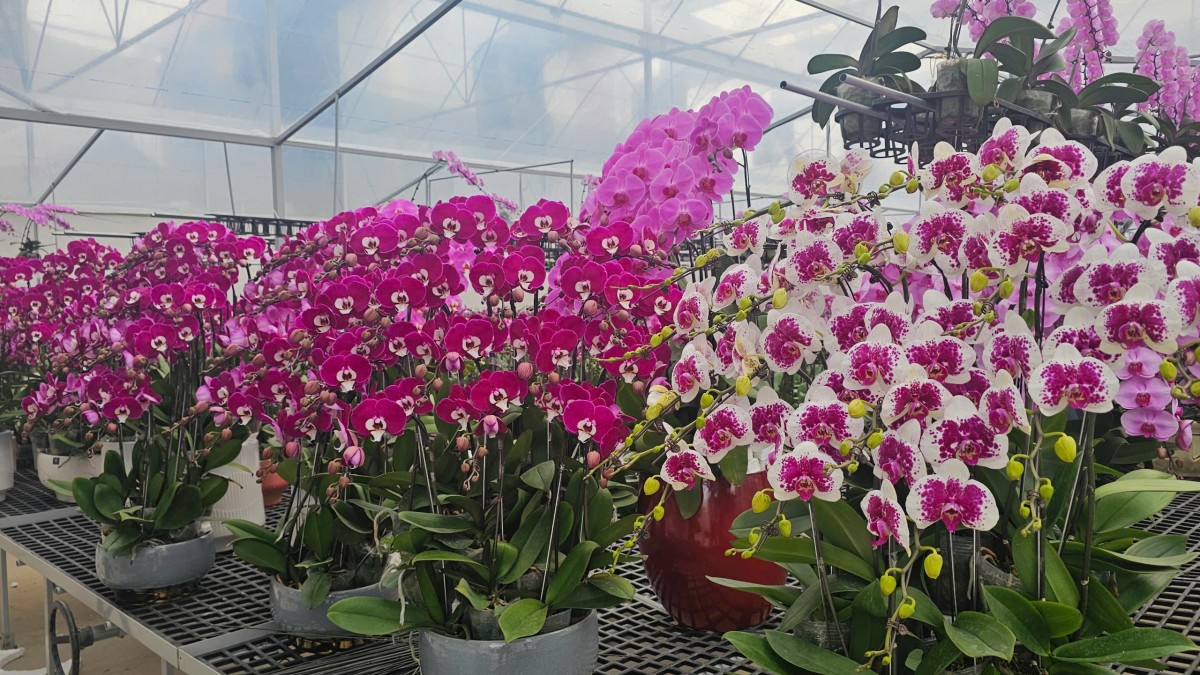 Hải Phòng: Các vườn lan rực rỡ đón Tết Bính Ngọ