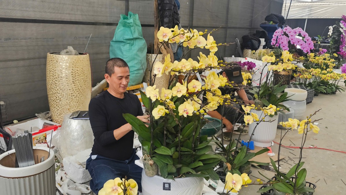 Hải Phòng: Các vườn lan rực rỡ đón Tết Bính Ngọ Hải Phòng: Các vườn lan rực rỡ đón Tết Bính Ngọ