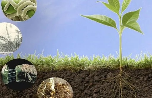 Vai trò của phân vi sinh với nông nghiệp hữu cơ