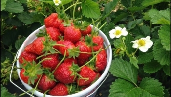 Các nhà khoa học tiết lộ lộ trình di truyền của dâu tây