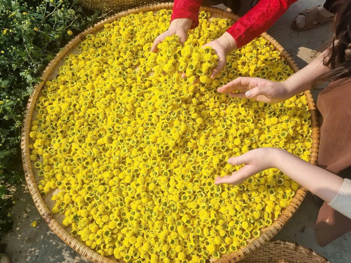 Hoa cúc chi, hoa đặc sản “tiến vua” nở cản chả kịp trên cánh đồng này ở Hải Phòng, dân làm kiểu gì mà năm nào bán cũng ngon ơ?