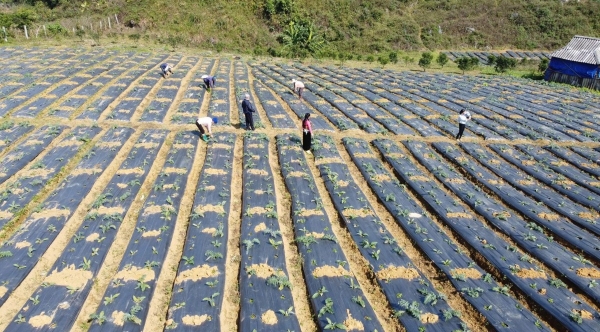 Cổ Lũng đẩy mạnh liên kết trồng cây dược liệu Atiso